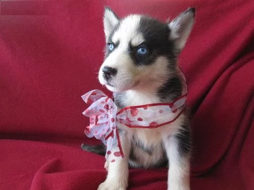 regalo  siberia husky cuccioli disponibile per l'adozione babarajean4[at]gmail[.com] adorabili cuccioli d