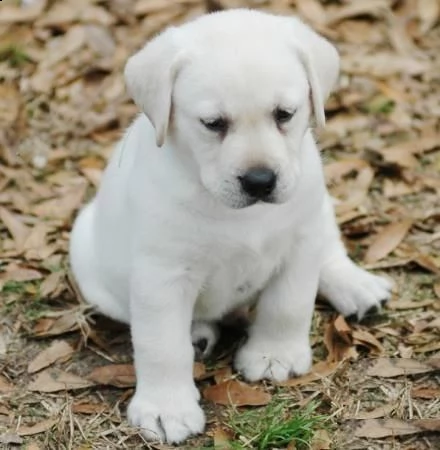  babarajean4[at]gmail[.com] regalo labrador cuccioli disponibile per l'adozione adorabili cuccioli di lab
