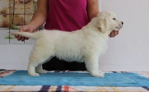 regalo shih tzu cuccioli disponibile per l'adozione babarajean4[at]gmail[.com] adorabili cuccioli di shih