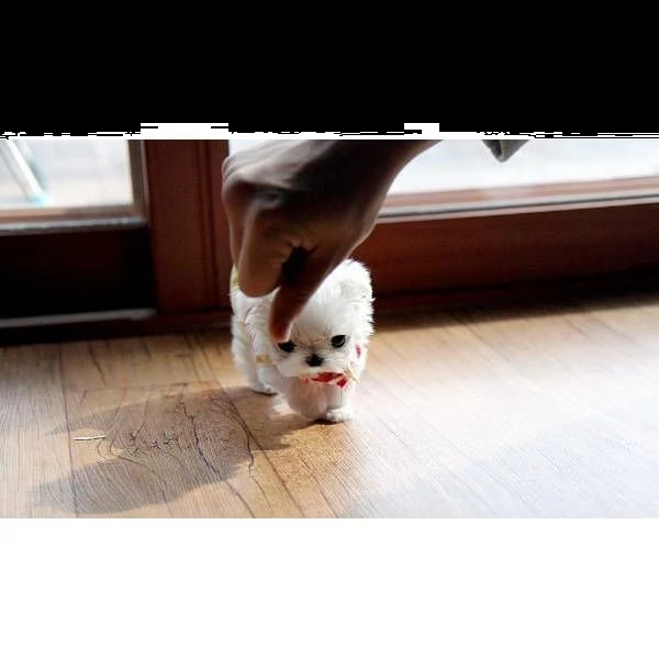 regalo micro maltese cuccioli disponibile per l'adozione  babarajean4[at]gmail[.com] adorabili cuccioli d