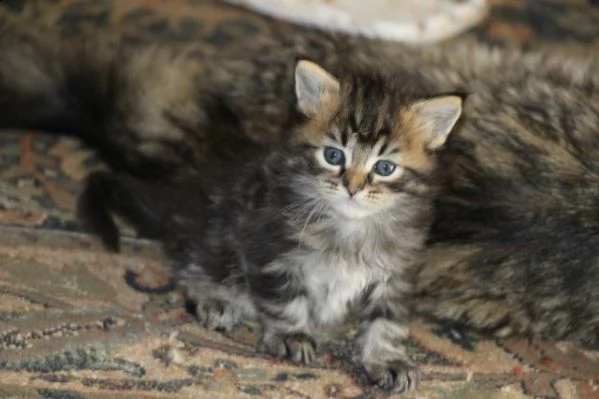  regalo maine coon gattini disponibile per l'adozione babarajean4[at]gmail[.com] adorabili maine coon gat