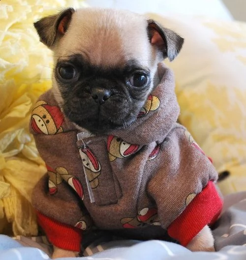  regalo cuccioli di carlino disponibili per l'adozione babarajean4[at]gmail[.com] maschio e femmina adora