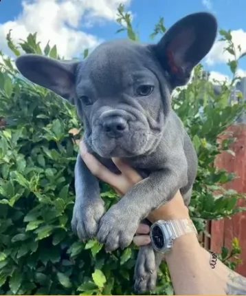 bouledogue francese subito dispone | Foto 0
