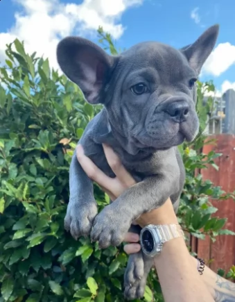 bouledogue francese subito dispone