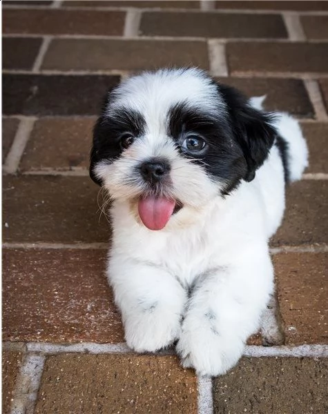 regalo cuccioli shih tzu