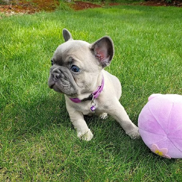 regalo bouledogue francese