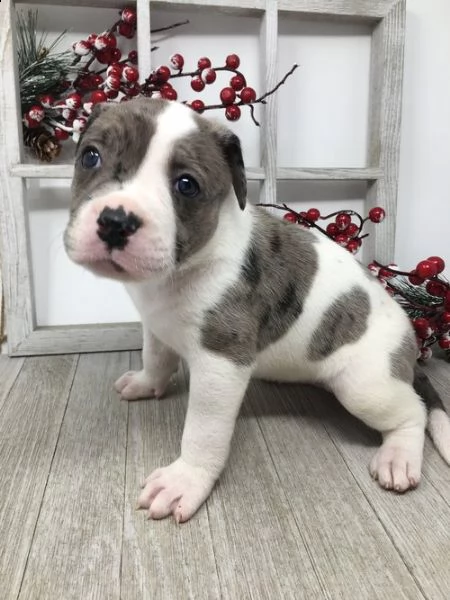 regalo bellissimi maschi e femmine pitbull cuccioli