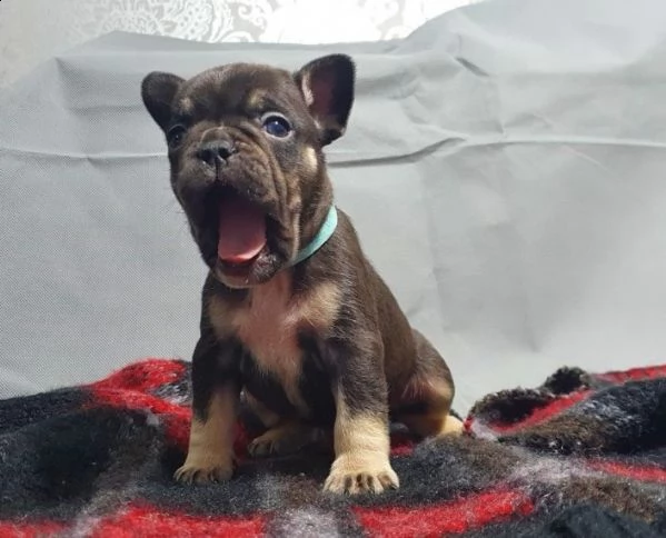splendida cucciolata di bouledogue francese piccola cane | Foto 1