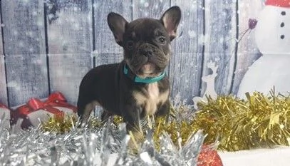 splendida cucciolata di bouledogue francese piccola cane | Foto 0