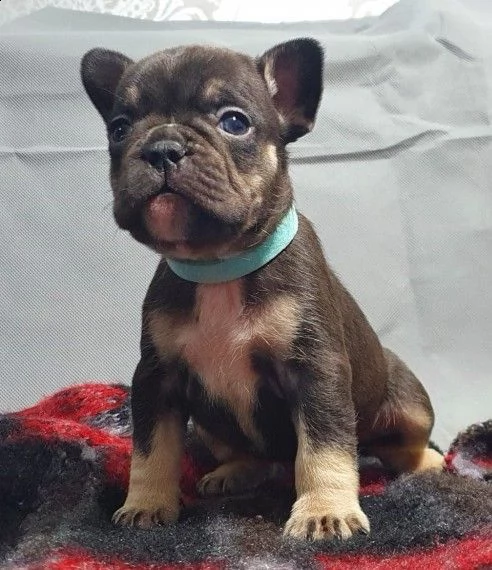 splendida cucciolata di bouledogue francese piccola cane