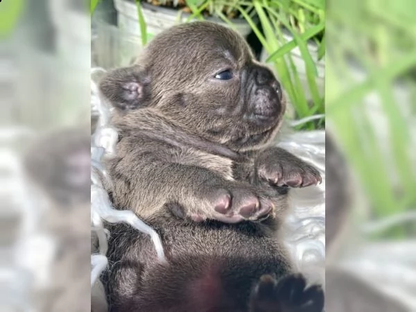 cucciolata di bellissimi cuccioli di bulldog francese blu.