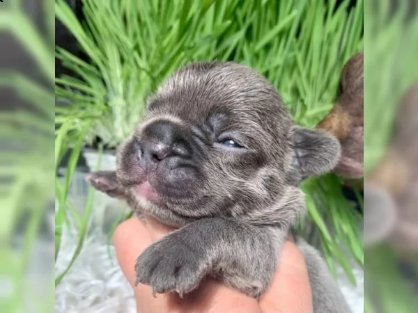 cucciolata di bellissimi cuccioli di bulldog francese blu. | Foto 0