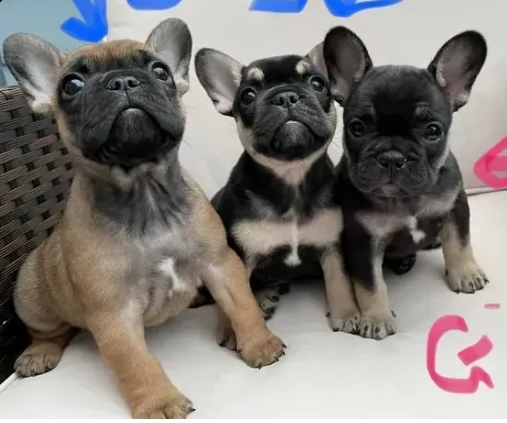 cuccioli di 3 mesi e mezzo bouledogue francese