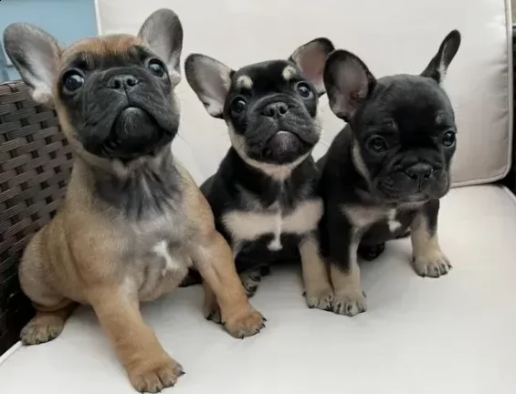 cuccioli di 3 mesi e mezzo bouledogue francese | Foto 0