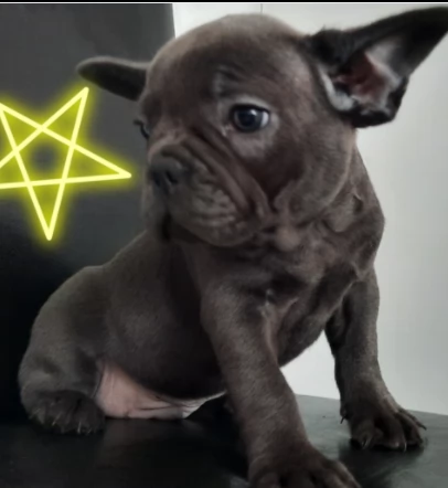 piccole di cuccioli bouledogue francese | Foto 0