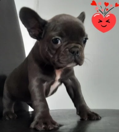 piccole di cuccioli bouledogue francese