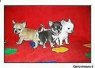 cucciolo di pincher chiwawa mini toy