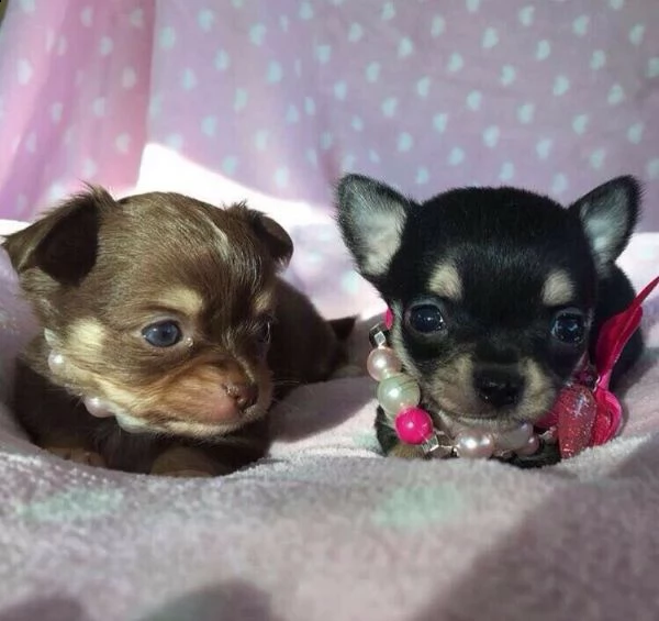 disponibili cucciolo di chihuahua ammirevoli e molto gioiosissimi di 90 giorni