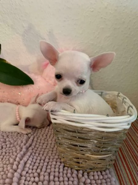 quattro bellissimi chihuahua