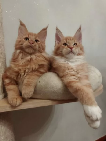 disponibili cuccioli di maine coon con pedigree