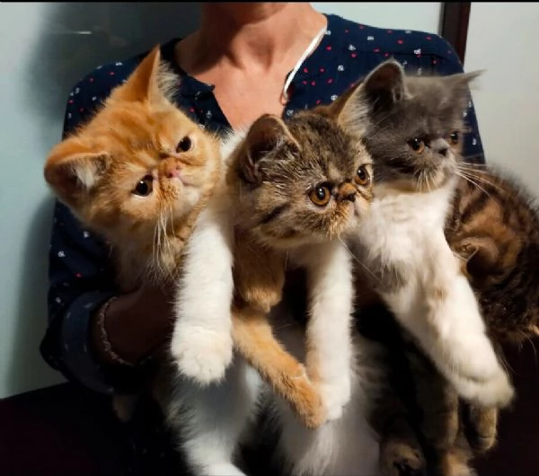 disponibili bellissimi,sani ed ipertipici cuccioli di 90 giorni di exotic e persiani