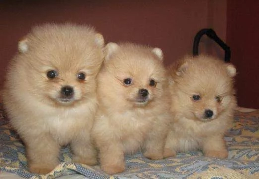 bellissimo cucciolo di spitz di pomerania di 70 giorni
