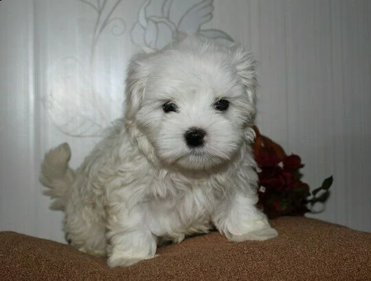 gioiosissimi cuccioli di maltese