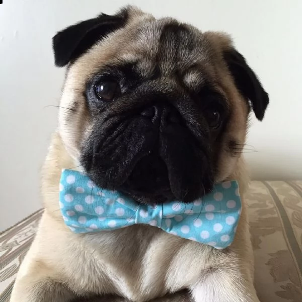 regalo cuccioli di calino bellissimi cuccioli disponibili, carattere adorabile ,sono docili ed affet