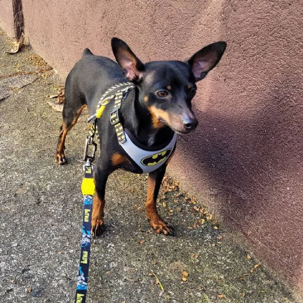 regalo cuccioli di pinscher bellissimi cuccioli disponibili, carattere adorabile ,sono docili ed aff