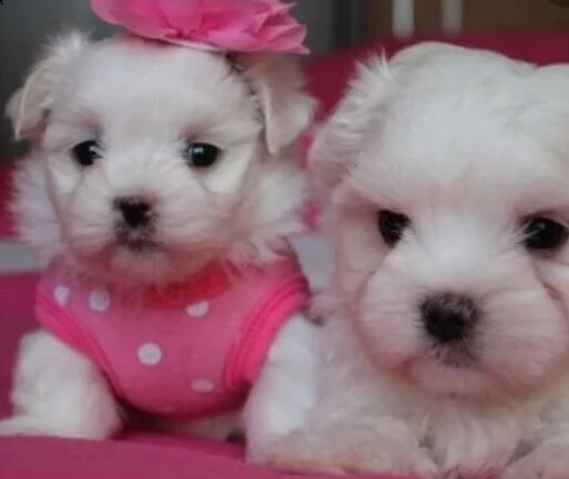 cuccioletti di maltese toyy, di due mesi e mezzo