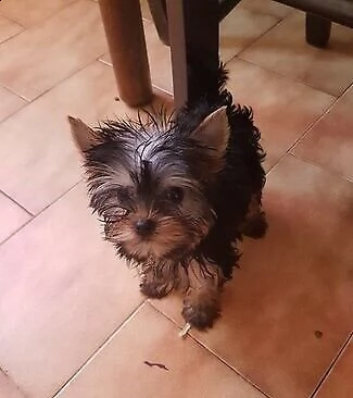 affascinanti cuccioletti di yorkshire