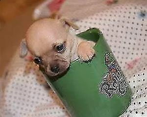 cucciolini di chihuawua toys mix, di 90 giorni