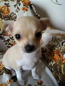 vendiamo dei giocherelloni cuccioletti di chihuahua, 