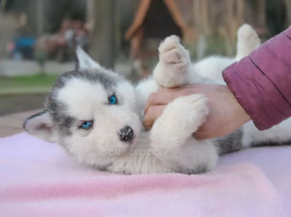 sono subito disponibili 12 cuccioli di siberian husky