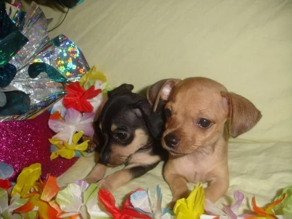 teneroni cucciolini di pincher originalissimi e piccolissimi