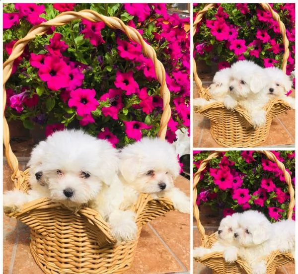 cuccioli maltesi in adozione