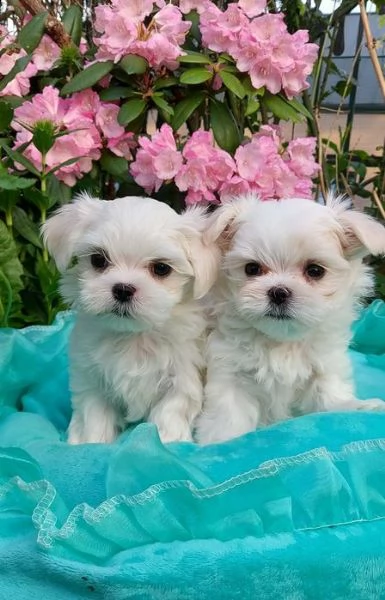 cuccioli maltesi in adozione | Foto 0