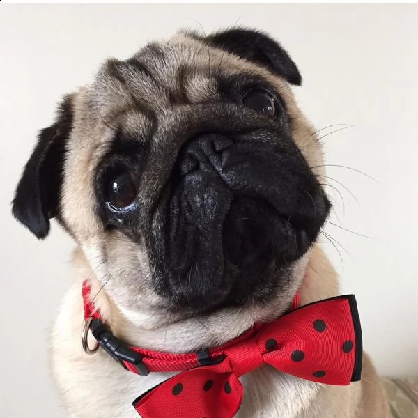 regalo cuccioli di calino bellissimi cuccioli disponibili, carattere adorabile ,sono docili ed affet