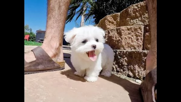  regalo maltese | Foto 0