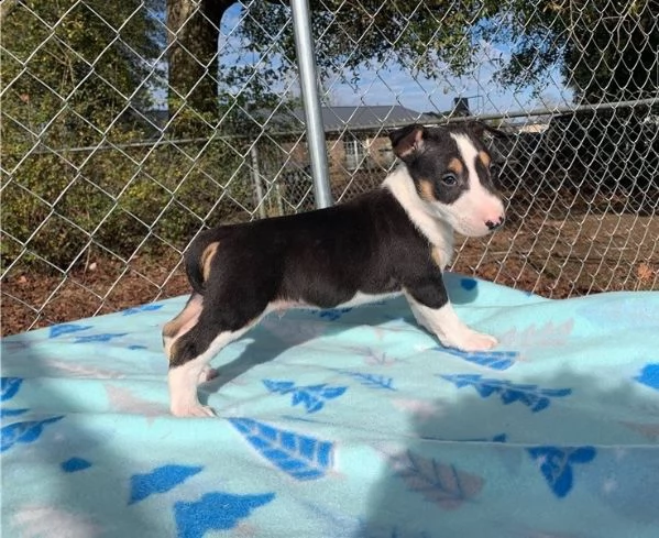  adorabili cuccioli di bull terrier messi in adozione