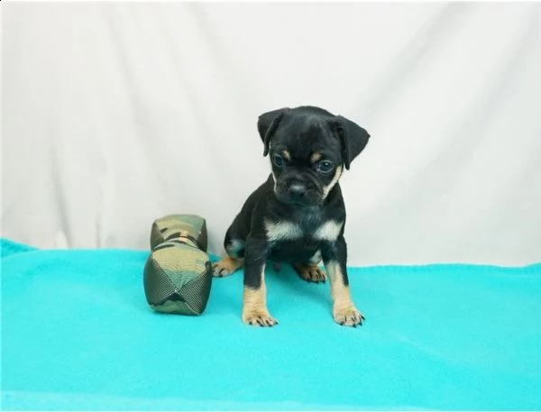 adorabili cuccioli di carlino messi in adozione, 