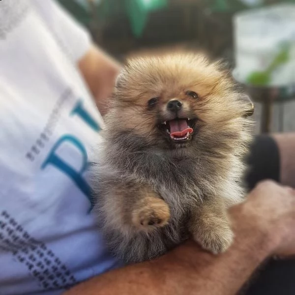 cuccioli di spitz, volpini di pomerania toy . vengono ceduti vaccinati,vermifugati e con trattamento