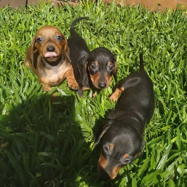 cuccioli di salchicha in miniatura | Foto 0