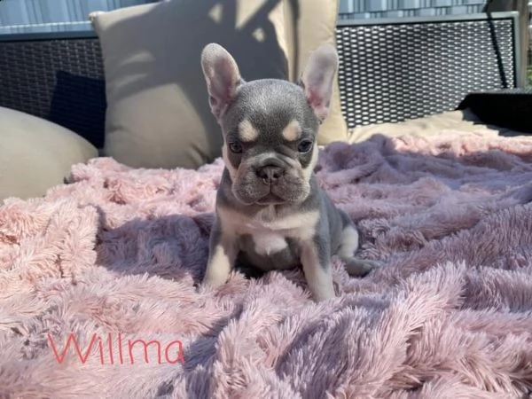 bulldog - bouledogue francese cuccioli blu | Foto 3
