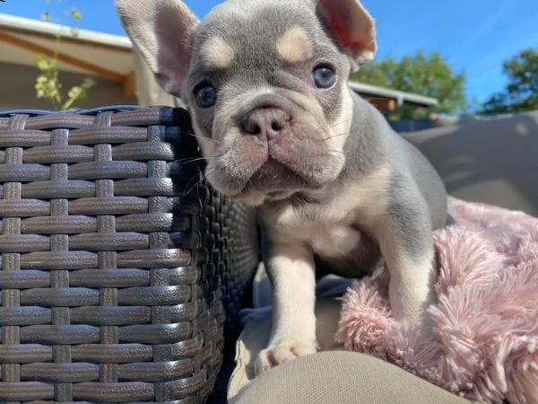 bulldog - bouledogue francese cuccioli blu | Foto 2