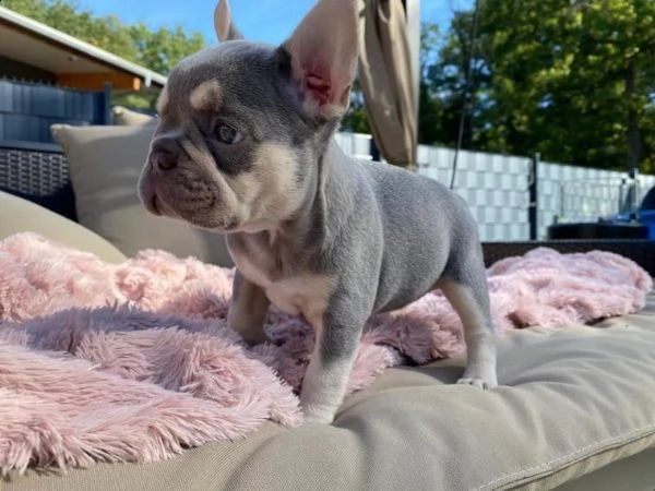bulldog - bouledogue francese cuccioli blu | Foto 1