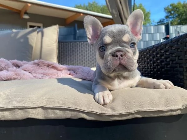 bulldog - bouledogue francese cuccioli blu