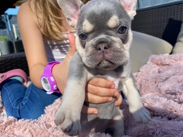bulldog - bouledogue francese cuccioli blu | Foto 0