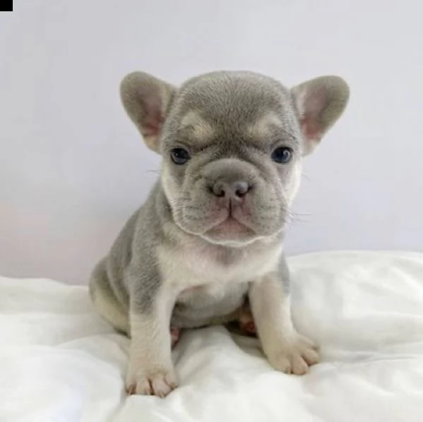 disponibili cuccioli di bulldog francese | Foto 2