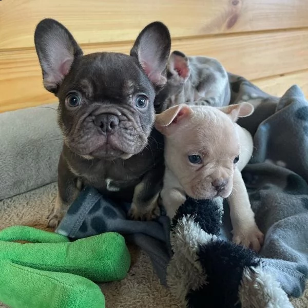 disponibili cuccioli di bulldog francese | Foto 1